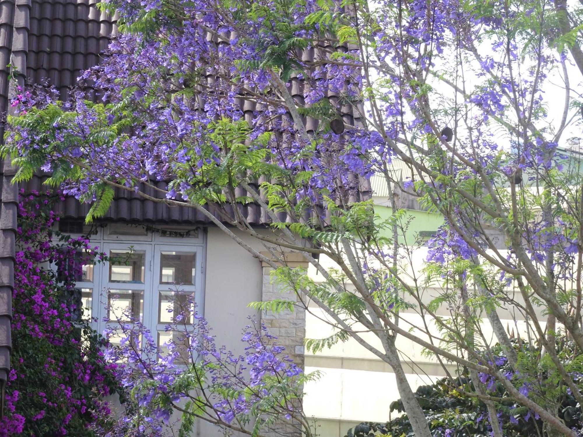 Mento Villa Dalat Bagian luar foto